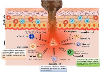 Tick-Borne Viruses and Biological Processes at the Tick-Host-Virus Interface